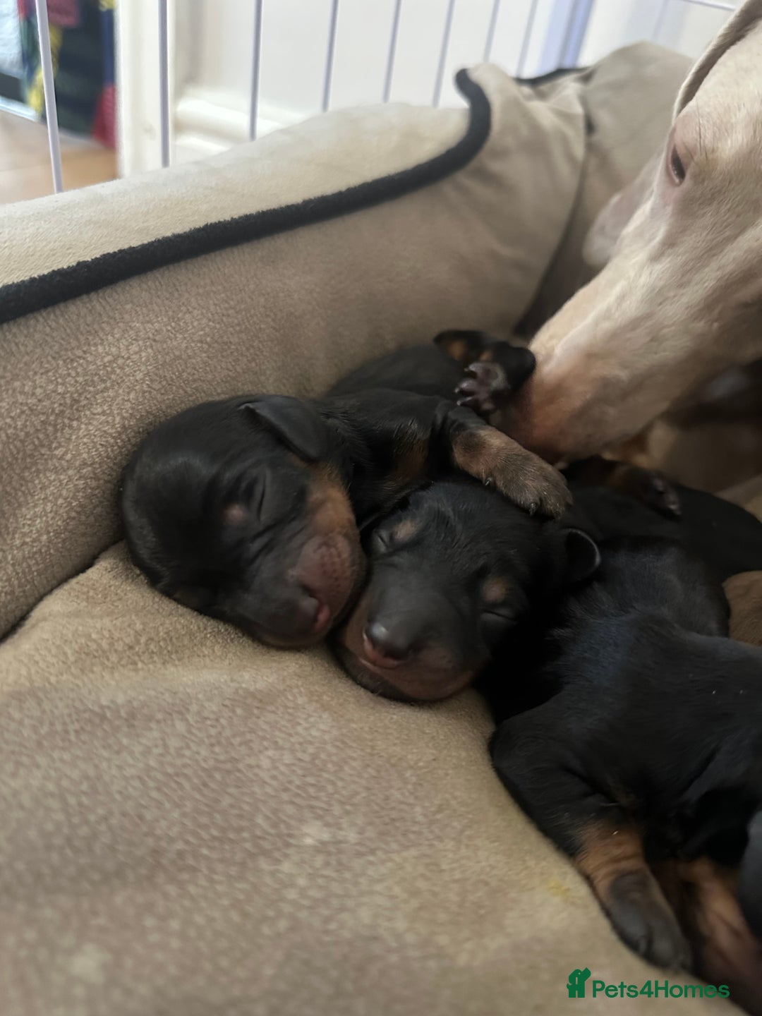 Dachshund dogs for sale: Dachshund puppies  - Advert 7