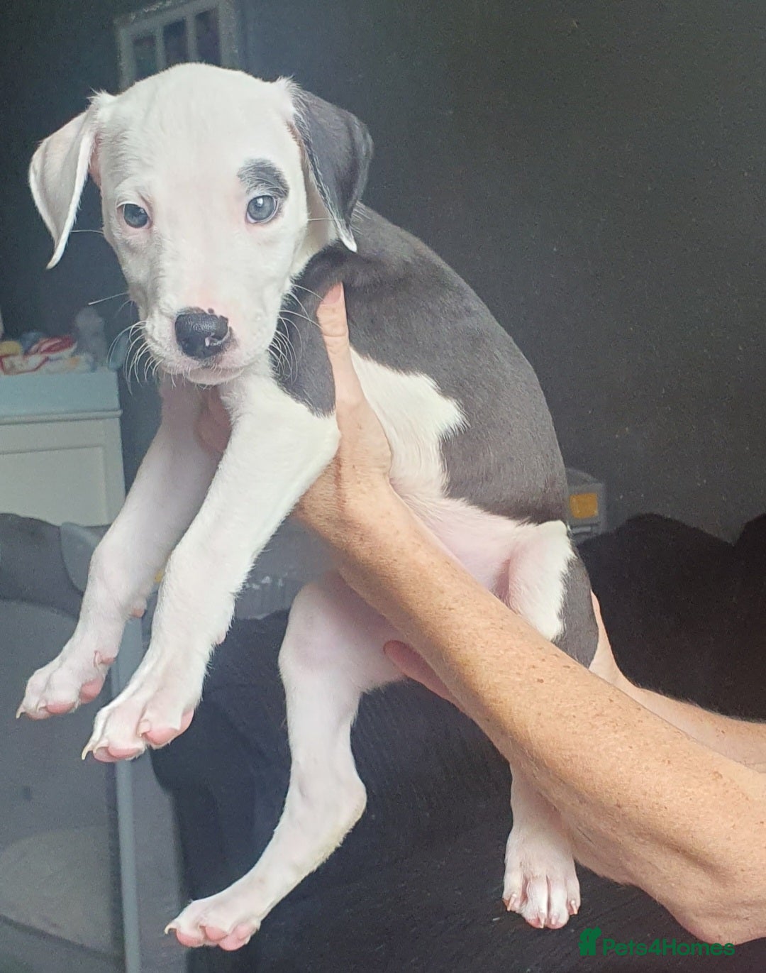 Mixed Breed dogs for sale: Staffy cross grate dane  - Image 1
