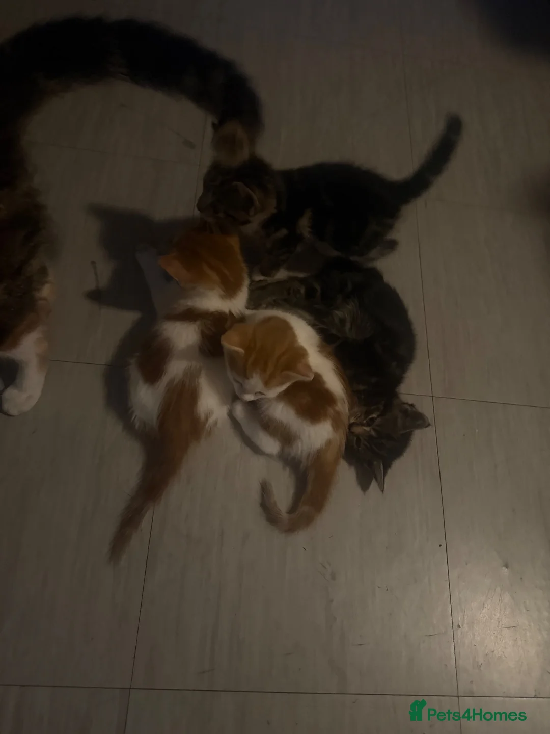 Domestic Shorthair cats for sale: Kittens  in London - Advert 2