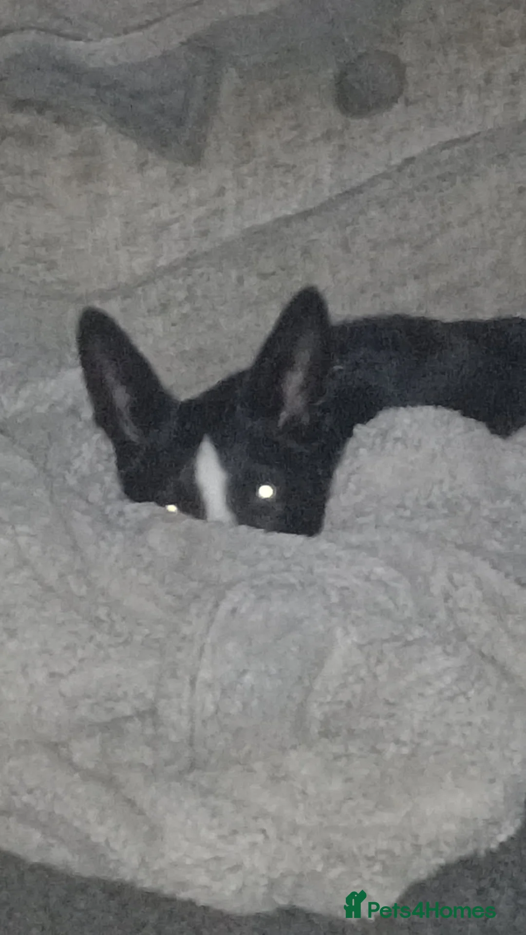 Border Collie dogs for sale: Barney- 14 month old Border collie  - Advert 2