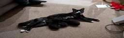 Mixed Breed cats for sale: 2 Black Boys & 1 Black-and-White Girl 🖤🤍 - Advert 8