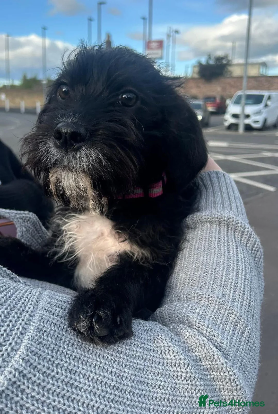 Mixed Breed dogs for sale: (Gone) Beautiful Female Cockapoo  - Advert 6