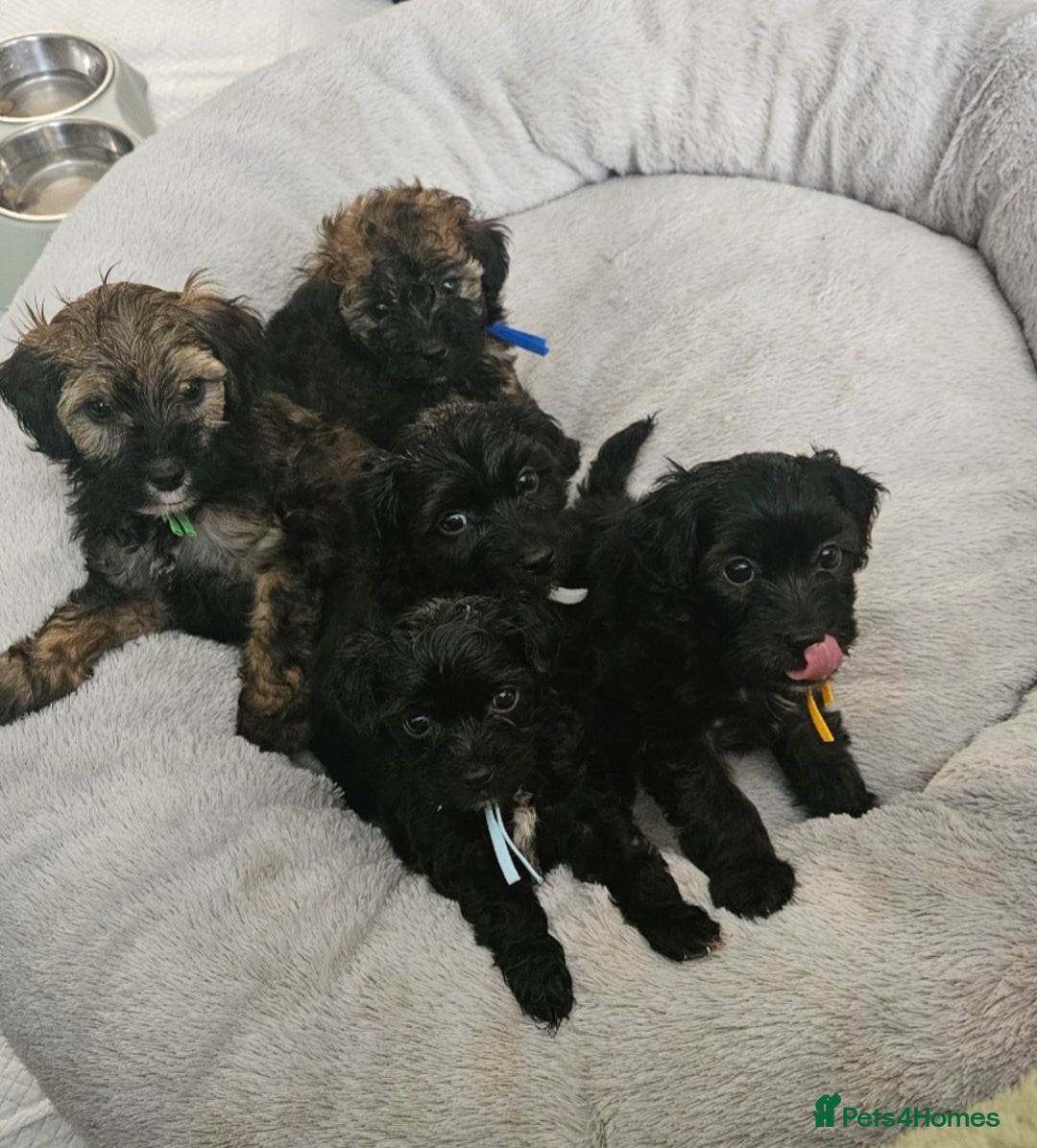 Toy Poodle dogs for sale: Toy poodle x puppies - Image 2