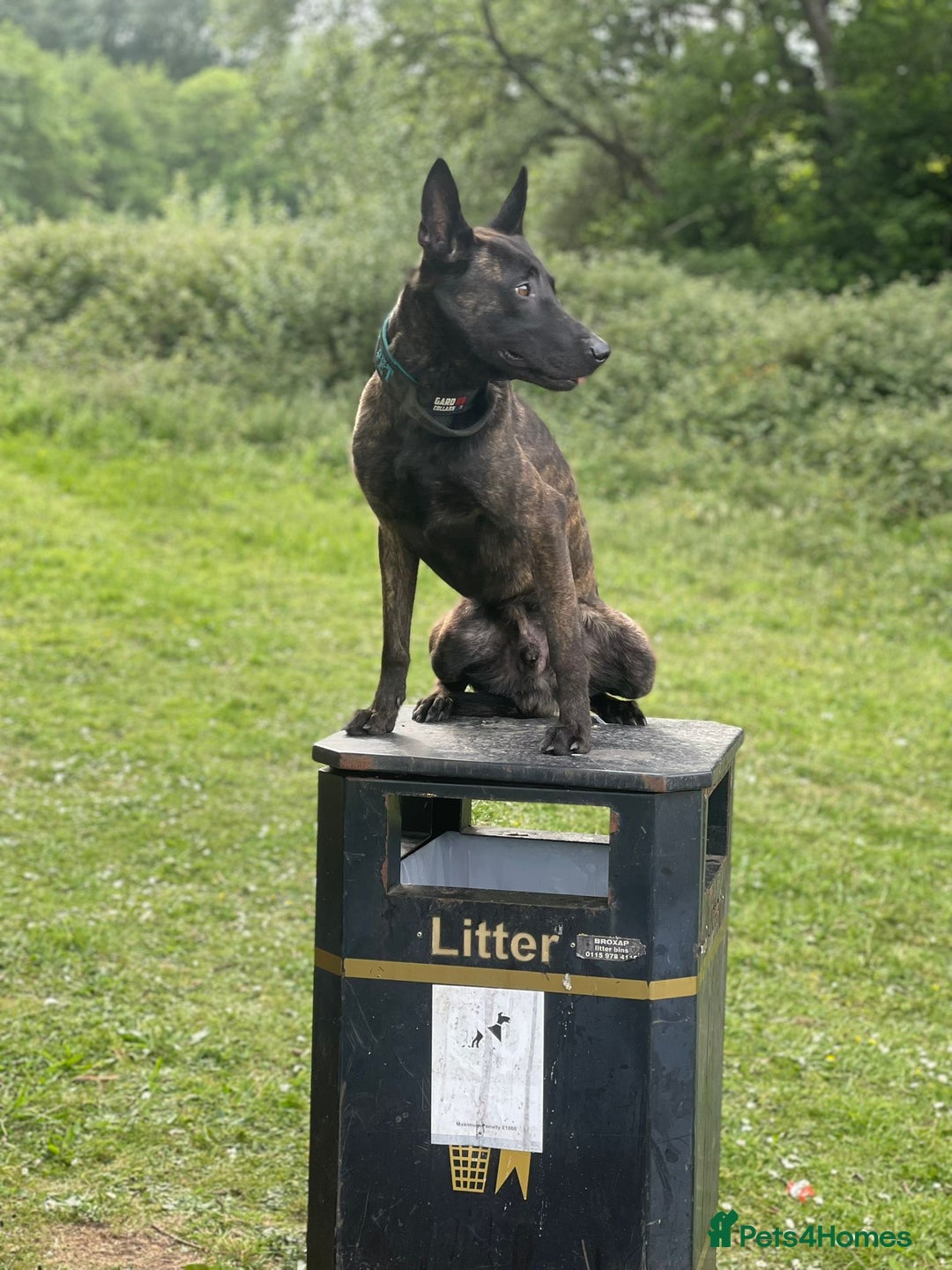 Belgian Shepherd Dog dogs for sale: Security Trained Herder For Sale - Image 5