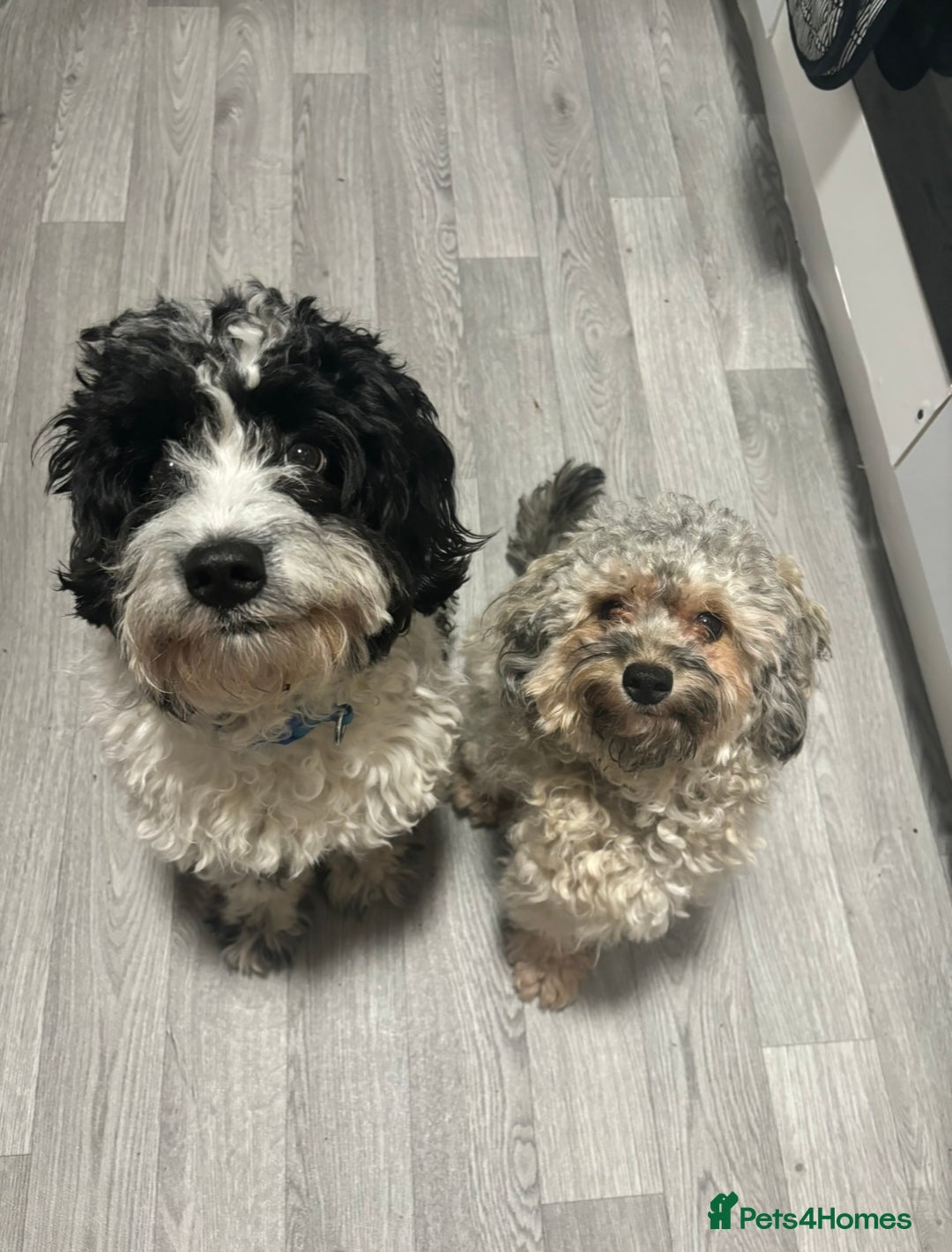 Mixed Breed dogs for sale: Stunning Shihpoo X Sproodle puppies - Image 8