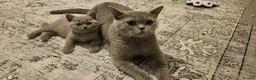 British Shorthair cats for sale: ✨ Stunning British Shorthair Kittens Available ✨ - Advert 9