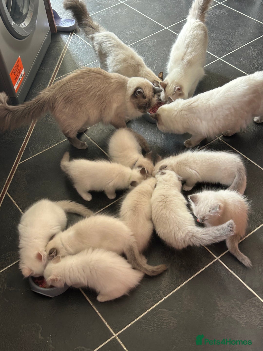 Ragdoll cats for sale: 😻 2 GORGEOUS RAGDOLL KITTENS 😻 - Image 4