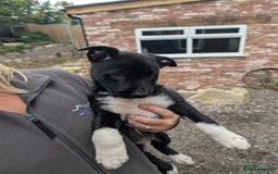 Border Collie dogs for sale: 3 male border collie puppies - Image 2