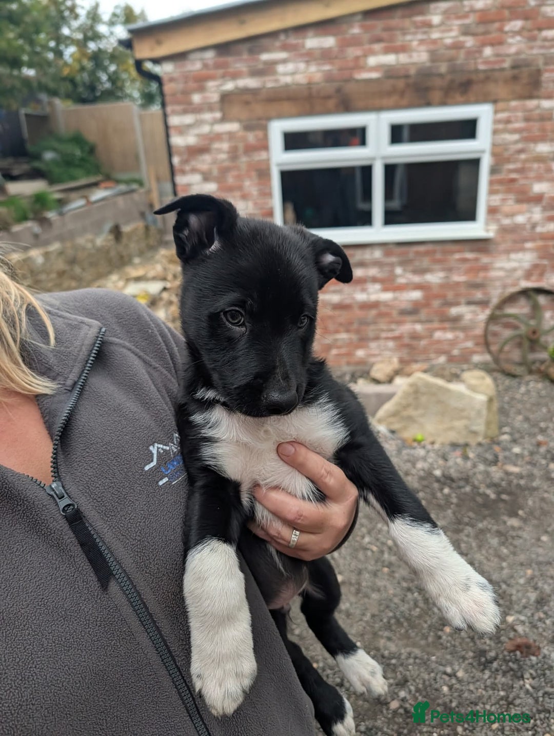 Border Collie dogs for sale: 3 male border collie puppies - Image 2