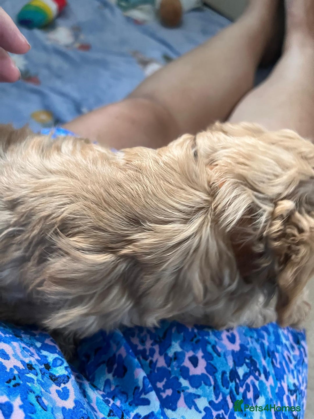 Cavapoo dogs for sale: * Cavapoo Boys available * - Image 18