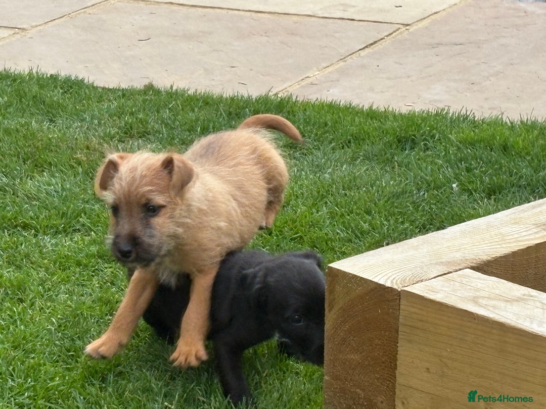 Mixed Breed dogs for sale: Working Lakeland x Patterdale  - Image 6