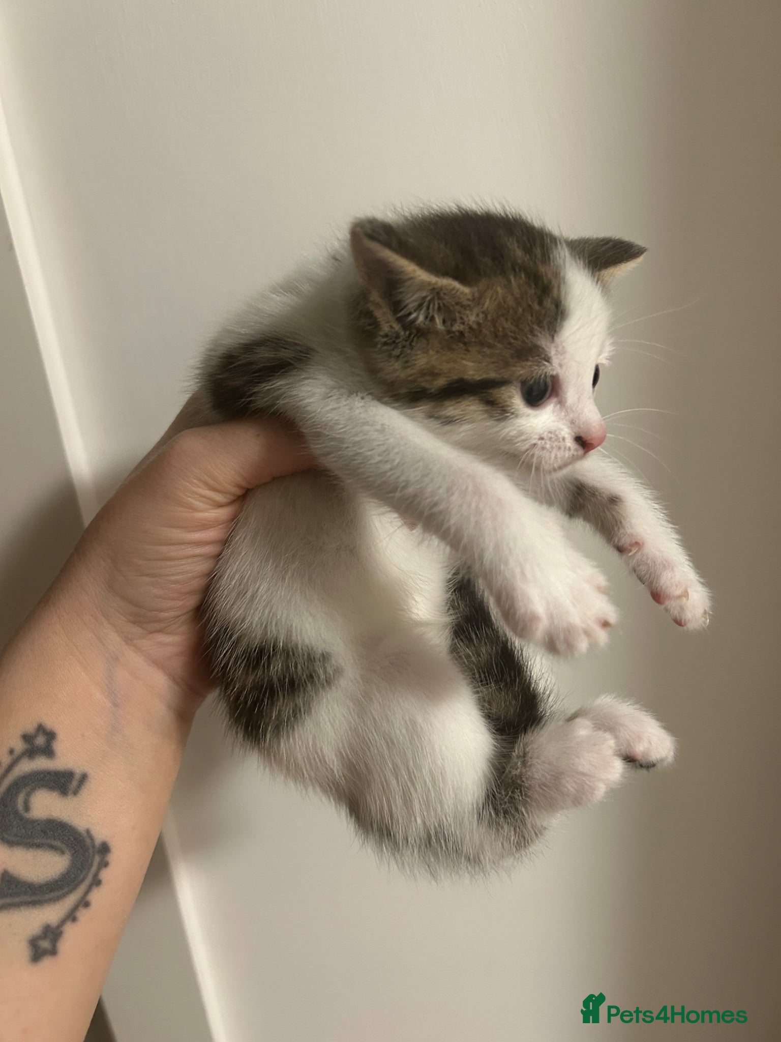 Mixed Breed cats for sale: 5 beautiful kittens  - Advert 8