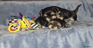 Morkie dogs New litter ready 14/12/25  - Advert 2
