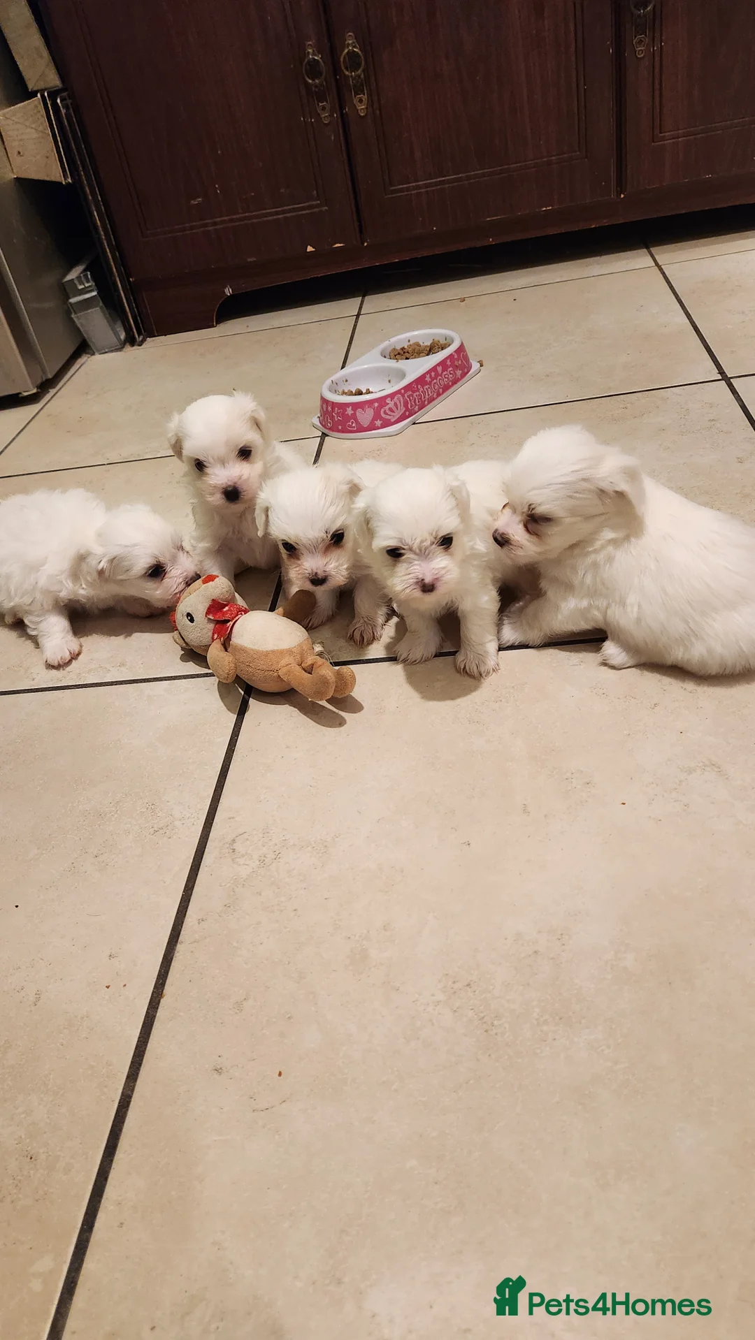 Mixed Breed dogs for sale: Maltichon - Advert 1