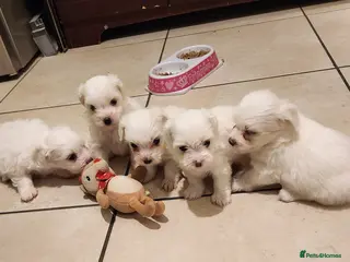 Mixed Breed dogs Maltichon - Advert 2