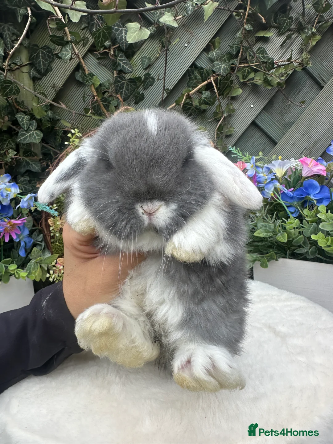 Mini Lop rabbits for sale: Beautiful Baby Mini Lops - Advert 1