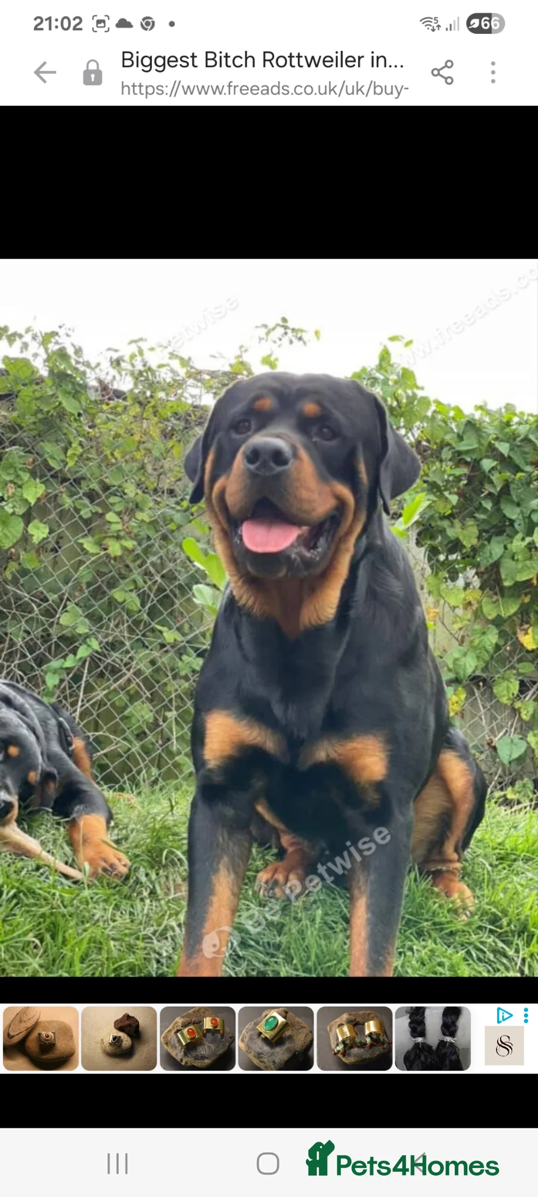 Rottweiler dogs for sale: 13 week old female rottweiler  in Ledbury - Advert 3