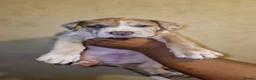 Mastiff dogs for sale: Mastiff Puppies {Merle} - Advert 33