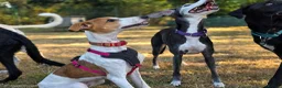 Mixed Breed dogs for adoption: Happy Nova- 5 months old in Basingstoke - Advert 8
