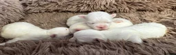 Maltese dogs for sale: Korean Maltese  - Advert 4