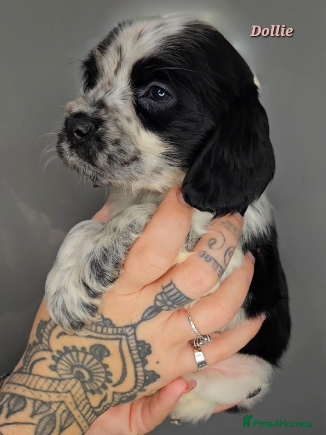 Cocker Spaniel dogs for sale: Exceptional Pedigree Show Type English Cockers  - Image 23