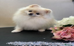 Pomeranian dogs for sale: XXS🐶KC REG🐾Pomeranian Puppies for sale🐶 in Brentwood - Image 27
