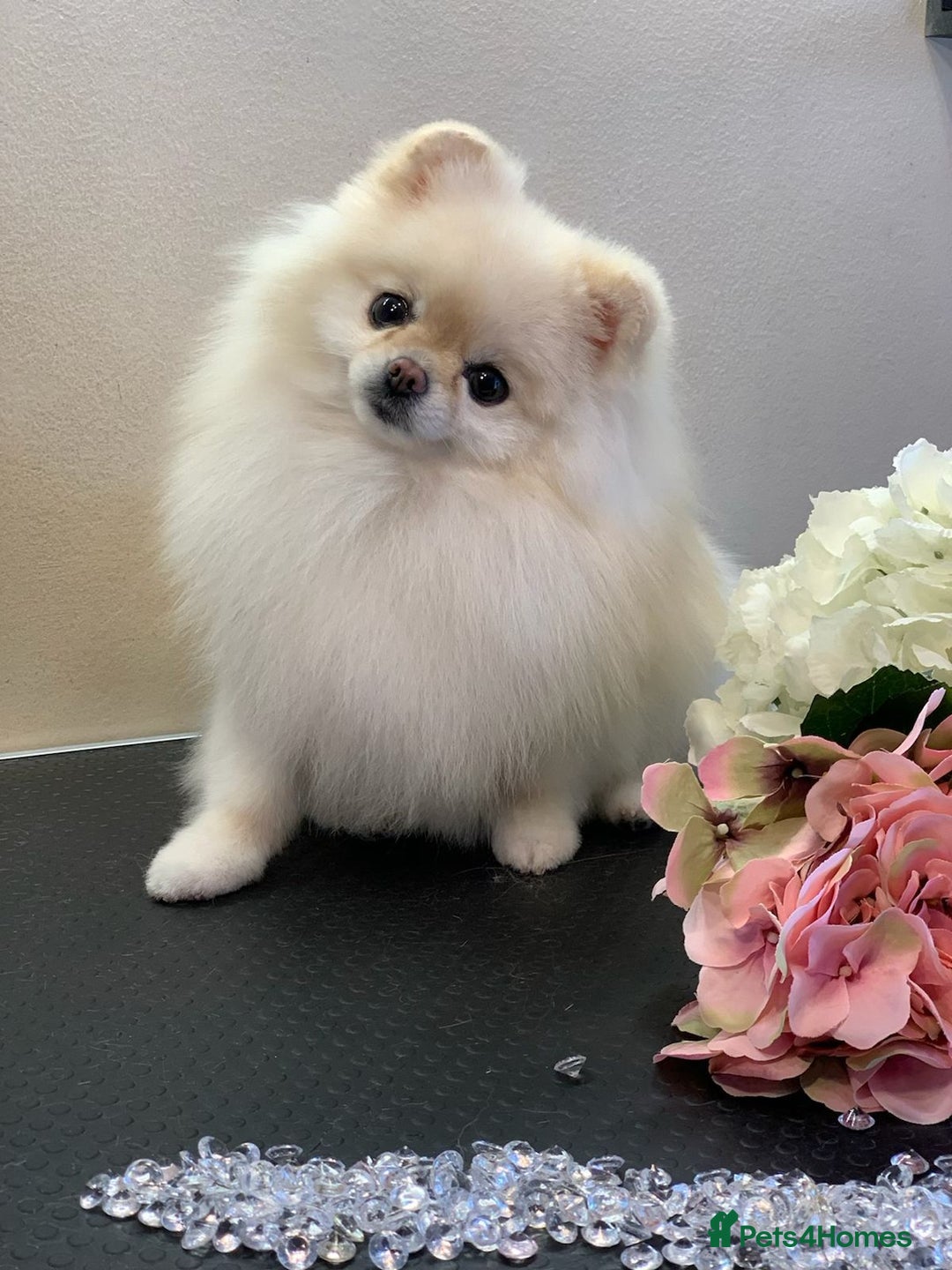 Pomeranian dogs for sale: XXS🐶KC REG🐾Pomeranian Puppies for sale🐶 in Brentwood - Image 27