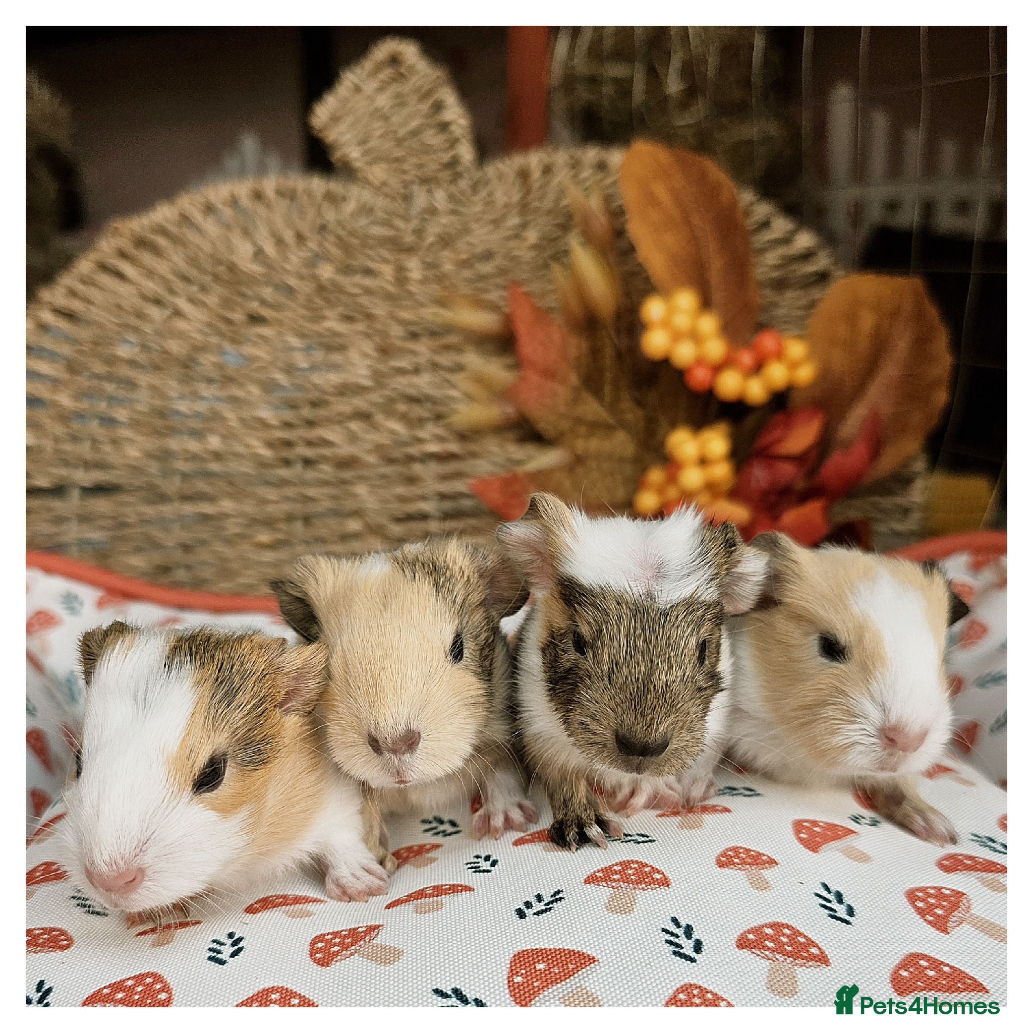 Guinea Pig rodents Baby Guinea Pigs for Sale! - Advert 1