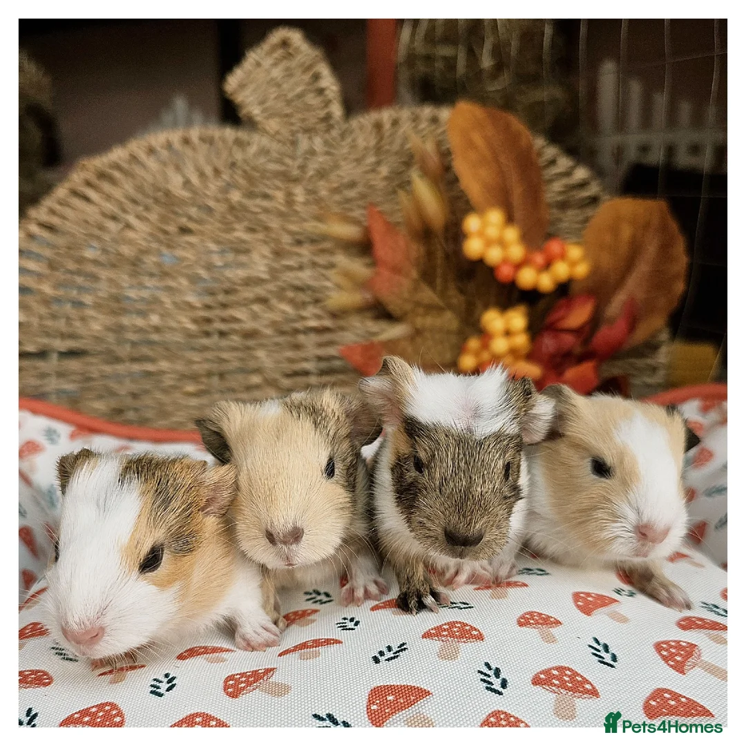 Guinea Pig rodents for sale: Baby Guinea Pigs for Sale! in Castleford - Advert 1