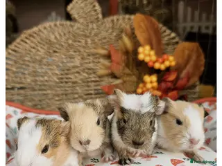 Guinea Pig rodents Baby Guinea Pigs for Sale! - Advert 1