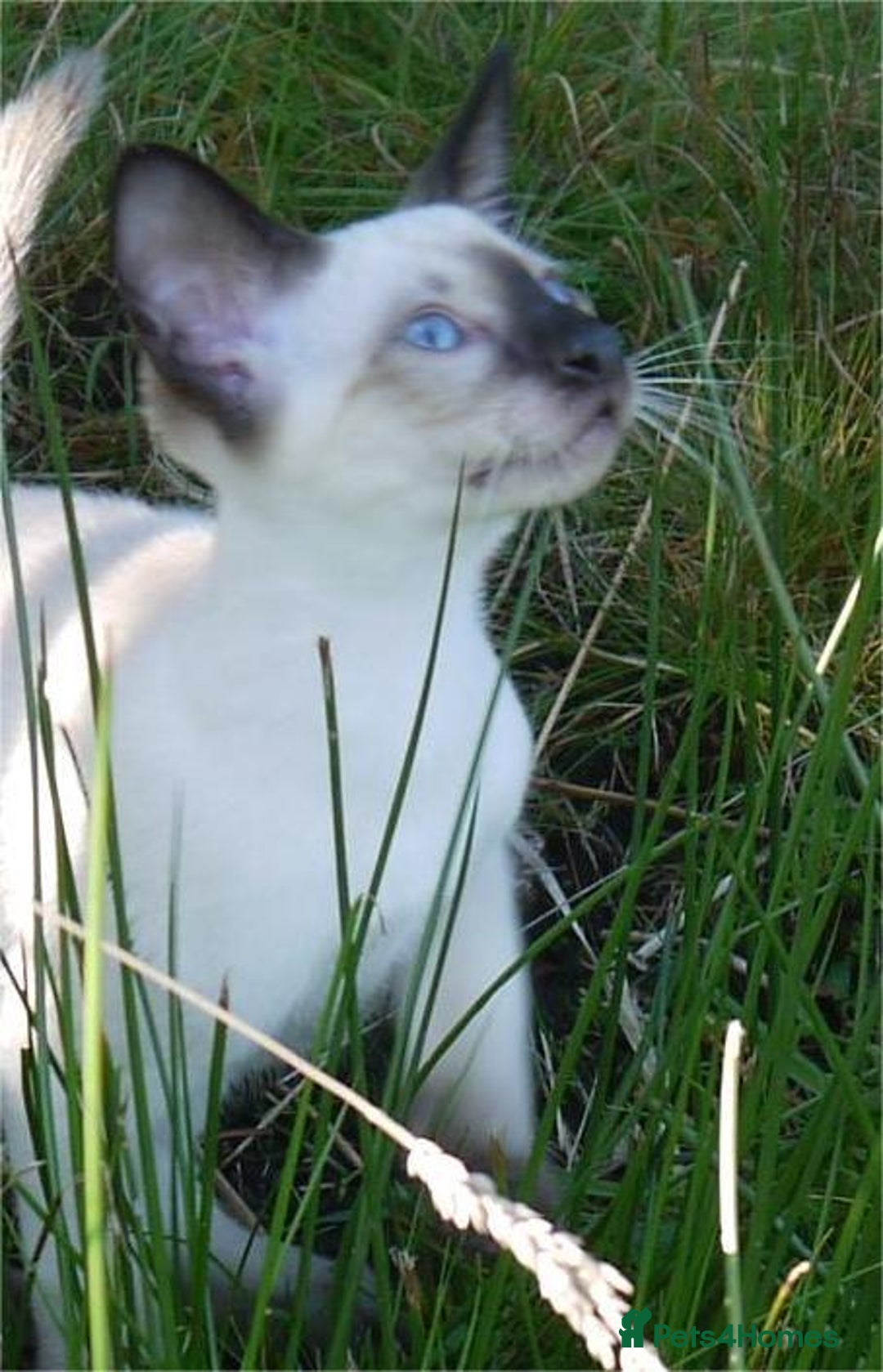 Siamese cats for sale: Siamese Kittens - Image 21