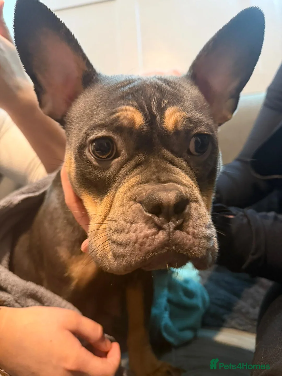 Mixed Breed dogs for sale: Puppies for sale  - Advert 10