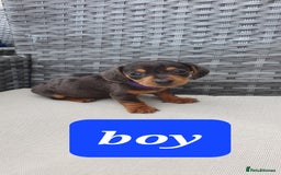 Dachshund dogs for sale: Xxx Beautiful dachshund puppies Xxx - Image 9