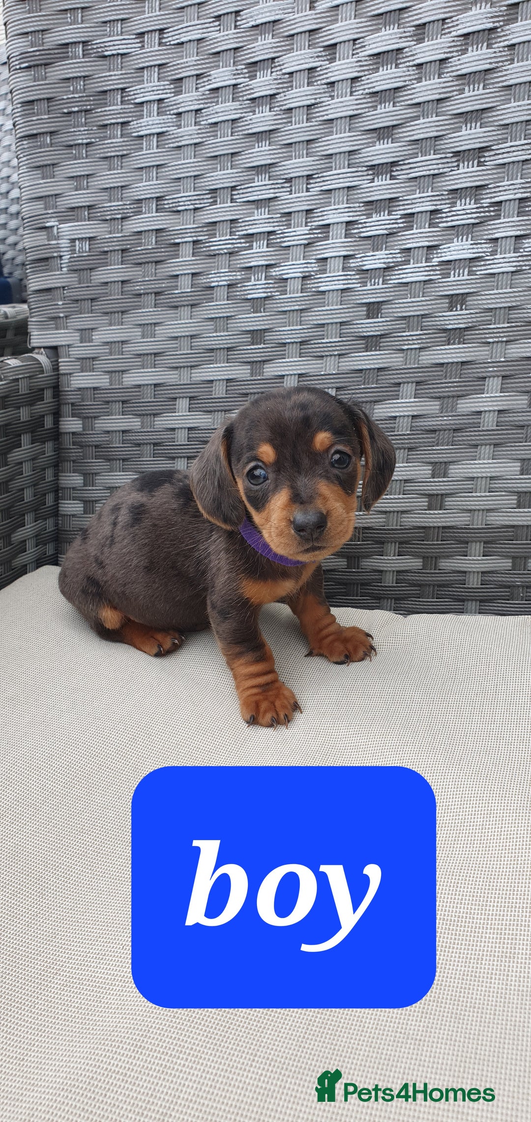 Dachshund dogs for sale: Xxx Beautiful dachshund puppies Xxx - Image 9