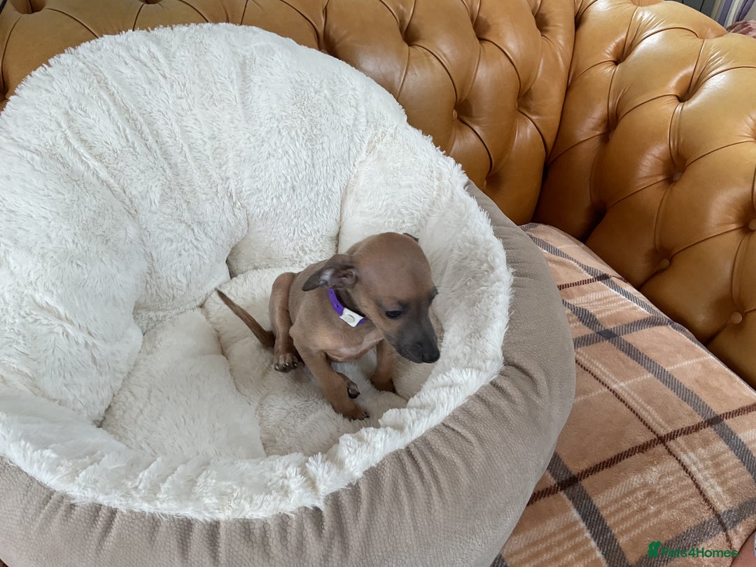 Italian Greyhound dogs for sale:  Beautiful Italian greyhound puppies  - Image 2