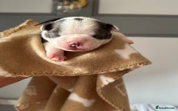 Boston Terrier dogs for sale: Stunning rainbow litter born 5/8/35 - Image 22