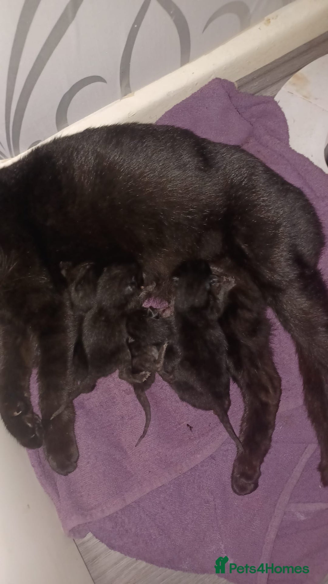 Mixed Breed cats for sale: Kittens for sale - Advert 3