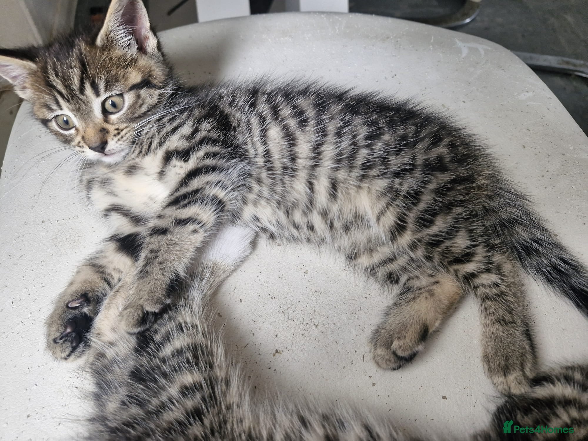 Mixed Breed cats  kittens - Advert 21