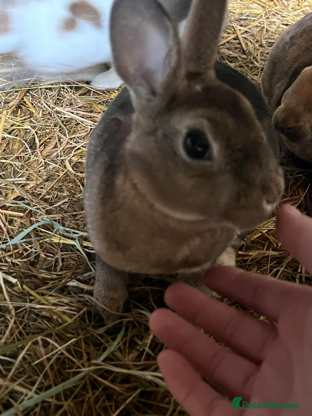 Rex rabbits for sale: Rex babies  - Advert 2