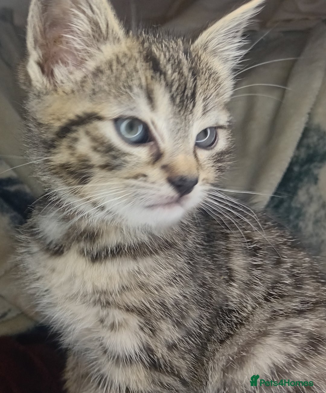 Bengal cats for sale: BengalX Ragdoll, American curl kittens - Advert 8