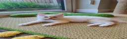 Ragdoll cats for sale: 💖Very Beautiful GCCF Registered Ragdoll Kittens. - Advert 11