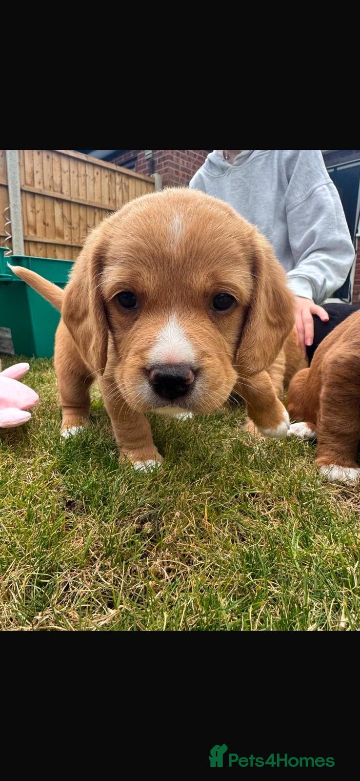 Mixed Breed dogs Beagle/Red Fox Lab x Red Fox Lab pups - Advert 2