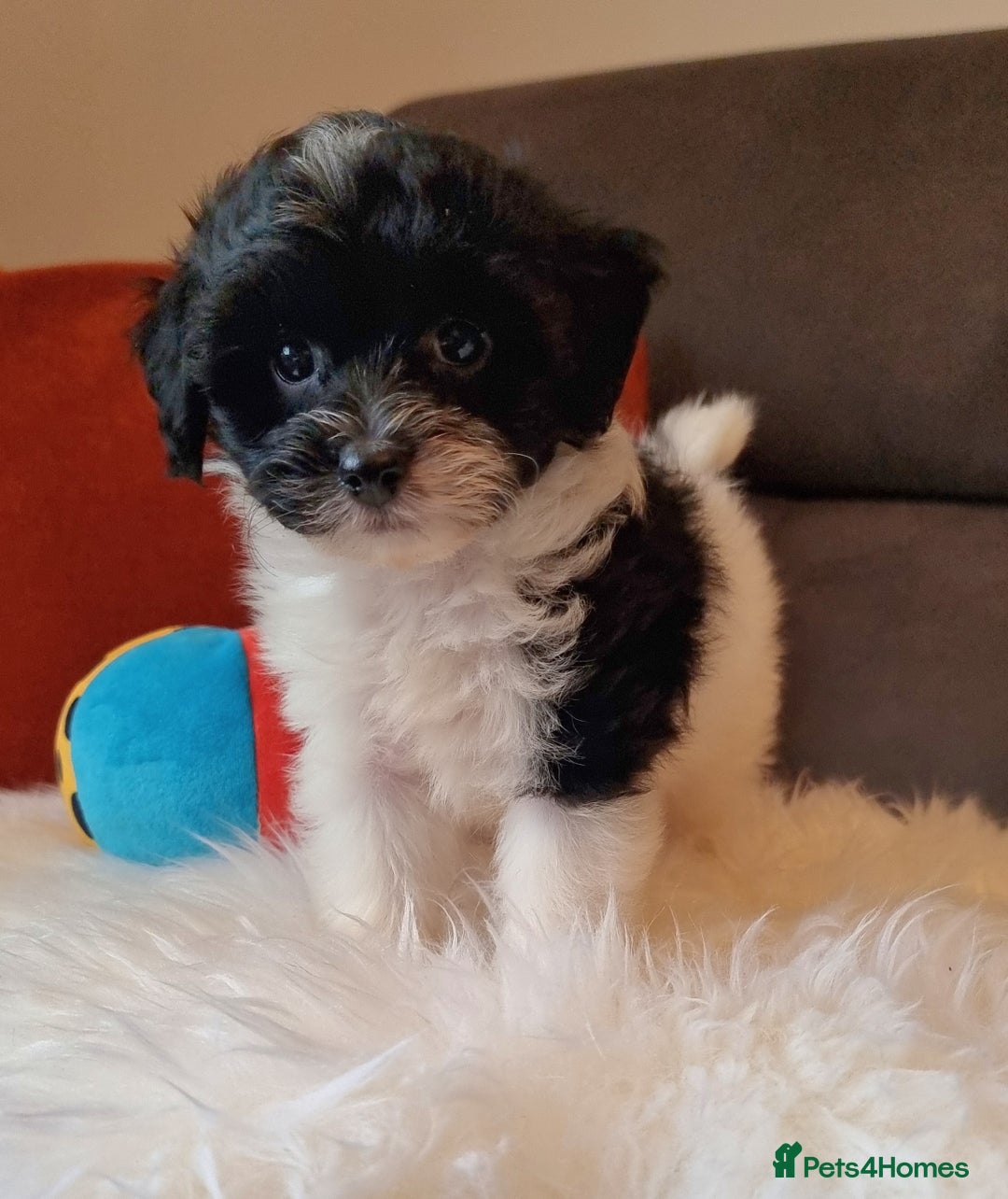 Cockapoo dogs for sale: Best Friend Sofa Companions 🥰 Fully vaccinated  - Image 5