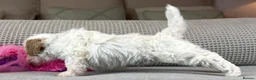 Maltipoo dogs for sale: BEAUTIFUL MALTIPOOS FROM DNA TESTED CLEAR PARENTS  - Advert 23