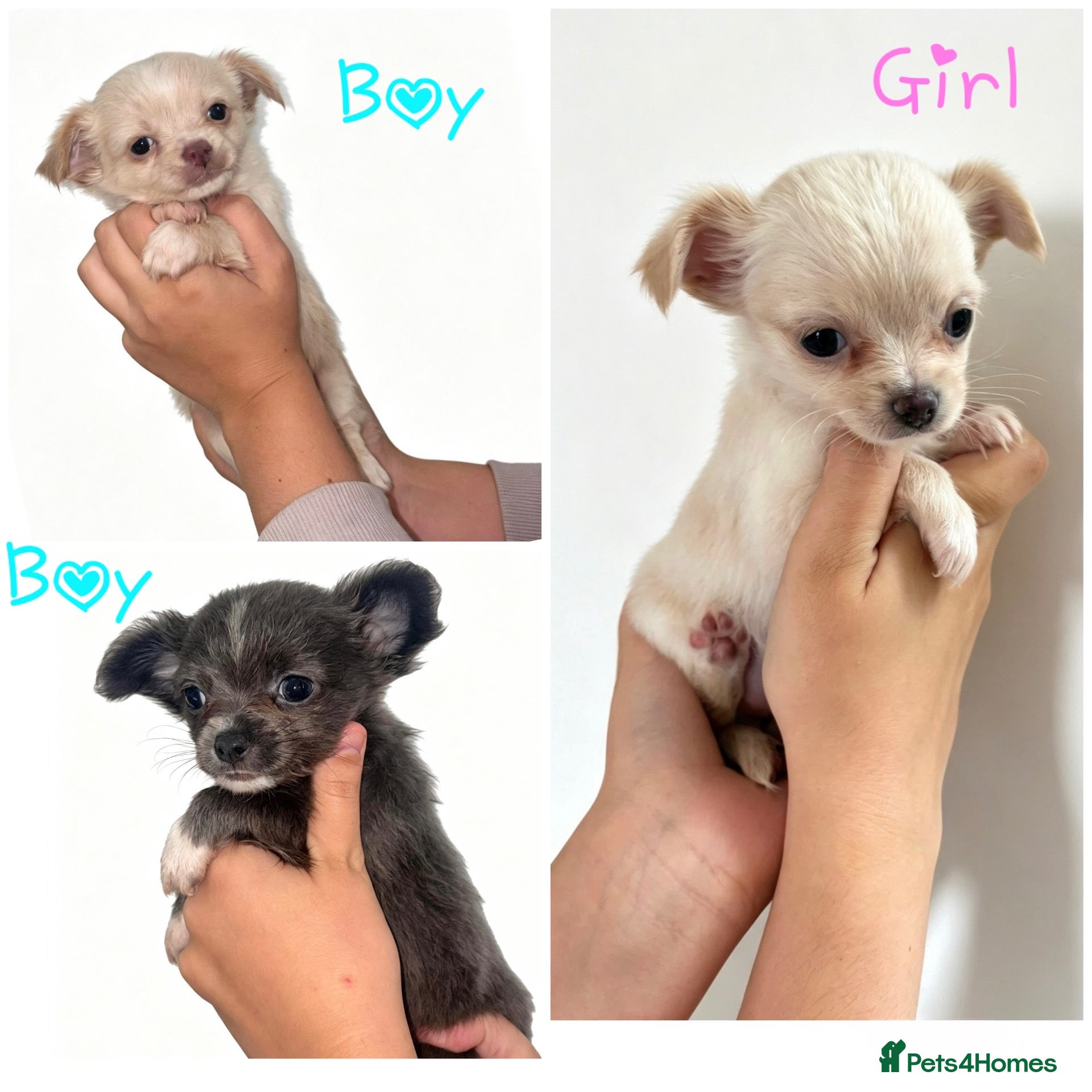 Chihuahua dogs TINY CHIHUAHUA PUPPYS ReadyToLeave - Advert 2