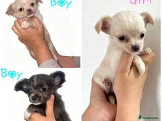 Chihuahua dogs TINY CHIHUAHUA PUPPYS ReadyToLeave - Advert 2