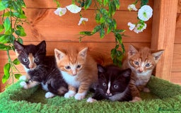 Domestic Shorthair cats for sale: GORGEOUS SHORT HAIRED FAMILY KITTENS  - Image 9