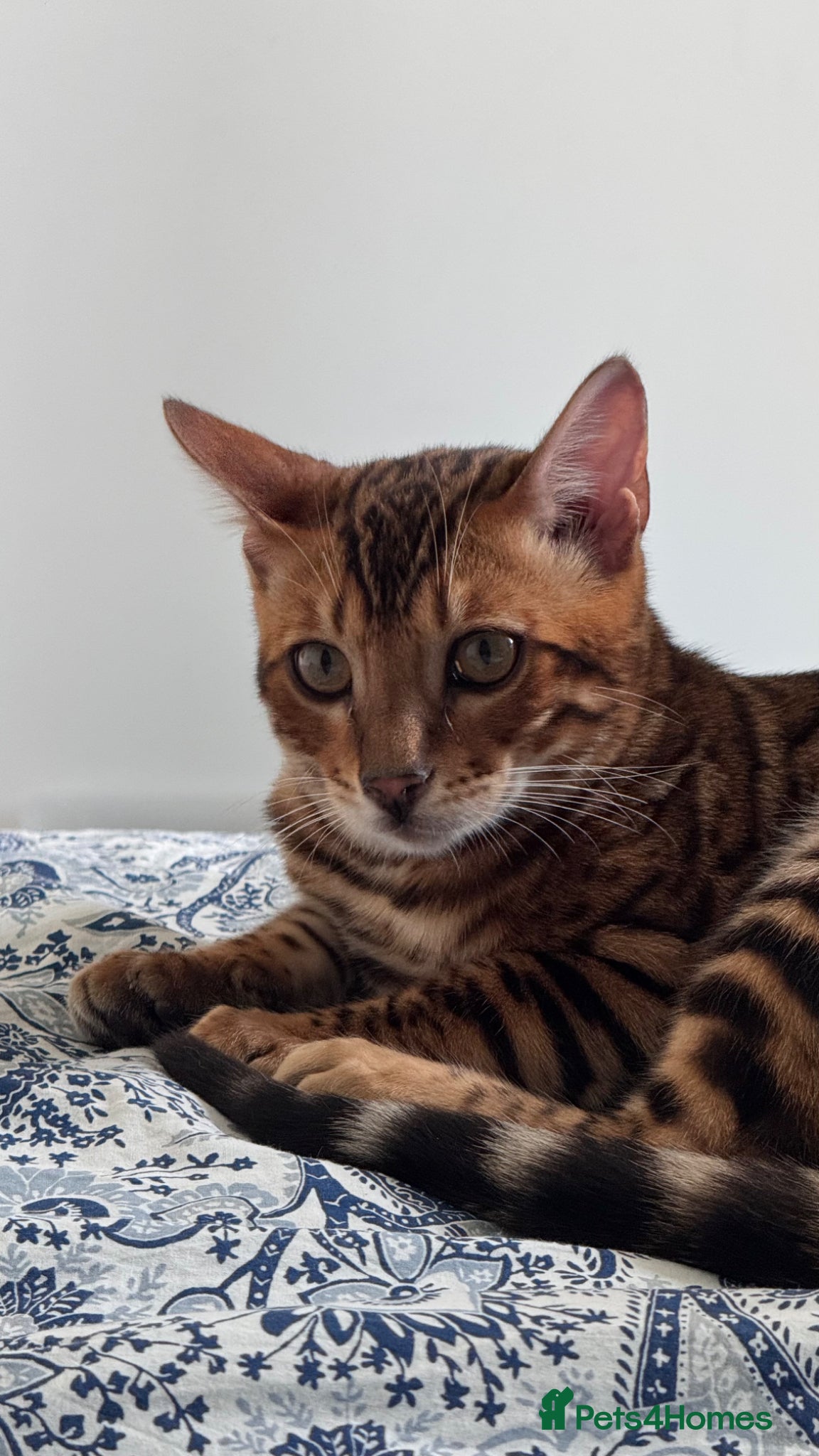Bengal cats for sale: TICA Bengal cats adorable educated with kid NO UK  in London - Advert 13