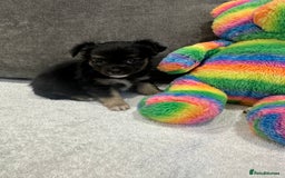 Chihuahua dogs for sale: chihuahuas puppies for sale  - Advert 14