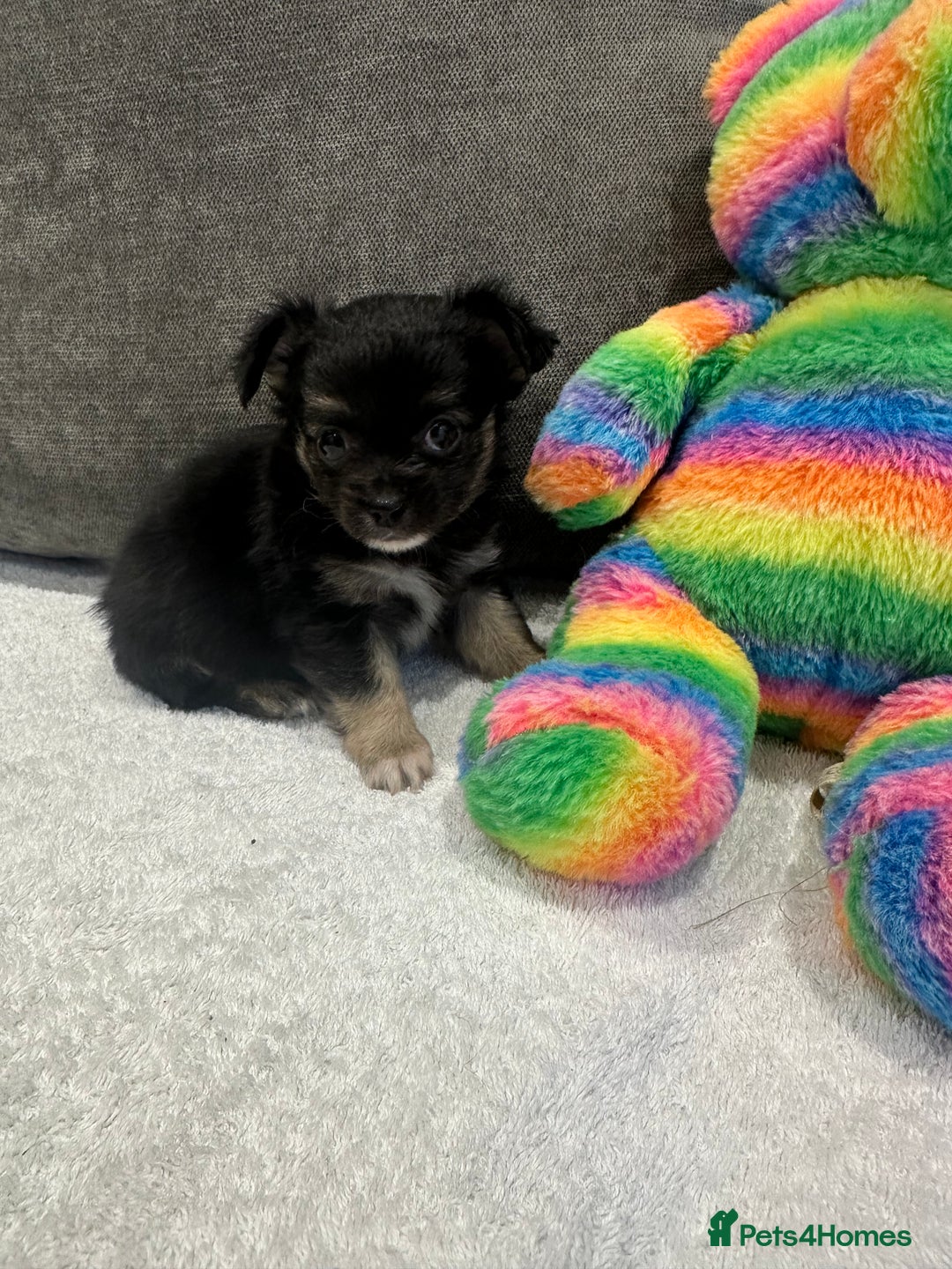 Chihuahua dogs for sale: chihuahuas puppies for sale  - Advert 14